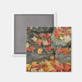 Herbstblätter auf Steinmauer, Minute Man Magnet (Vorderseite/Rückseite)