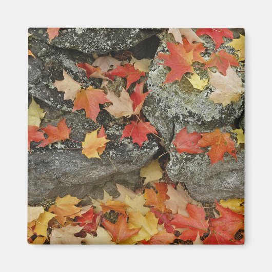 Herbstblätter auf Steinmauer, Minute Man Magnet (Vorne)