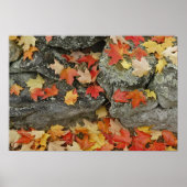Herbstblätter auf Steinmauer, Minute Man Poster (Vorne)