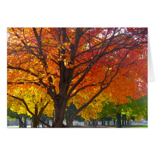 Herbstblätter aus Gelb- und Orangenbäumen, Foto (Vorderseite (Horizontal))