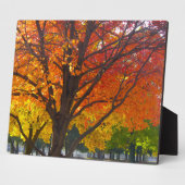 Herbstblätter aus Gelb- und Orangenbäumen, Foto Fotoplatte (Seite)