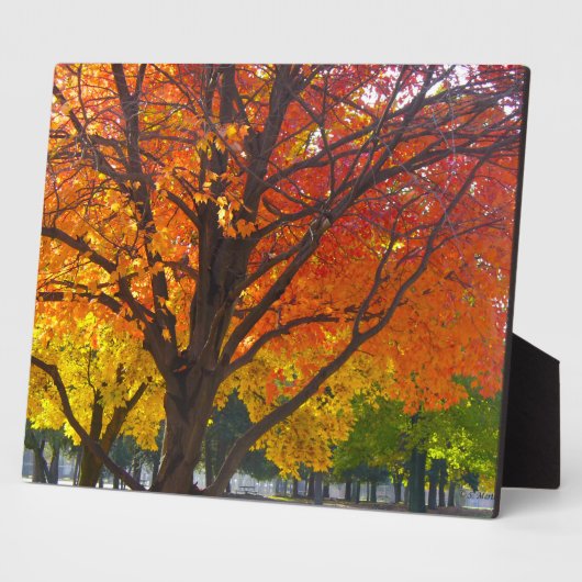 Herbstblätter aus Gelb- und Orangenbäumen, Foto Fotoplatte (Seite)