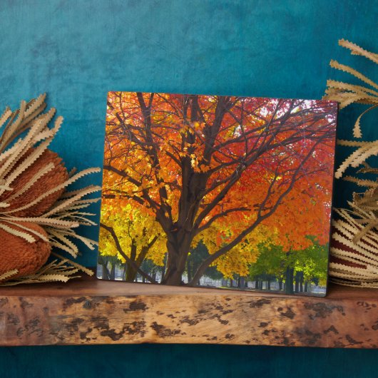 Herbstblätter aus Gelb- und Orangenbäumen, Foto Fotoplatte (Seite)