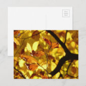 Herbstblätter aus gelbem Senf Postkarte (Vorne/Hinten)