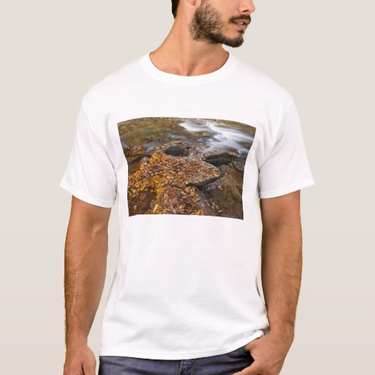 Herbstblätter entlang der Glashütte im Glass T-Shirt (Vorderseite)