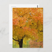 Herbstblätter fallen Postkarte (Vorne/Hinten)