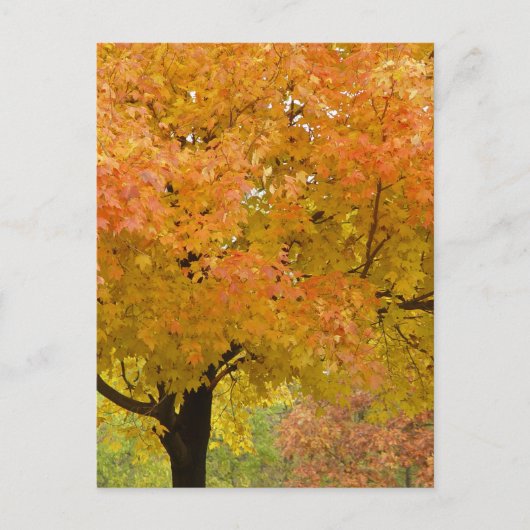 Herbstblätter fallen Postkarte (Vorderseite)