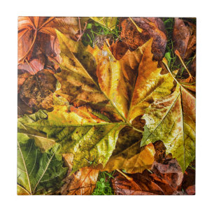 Herbstblätter Fliese
