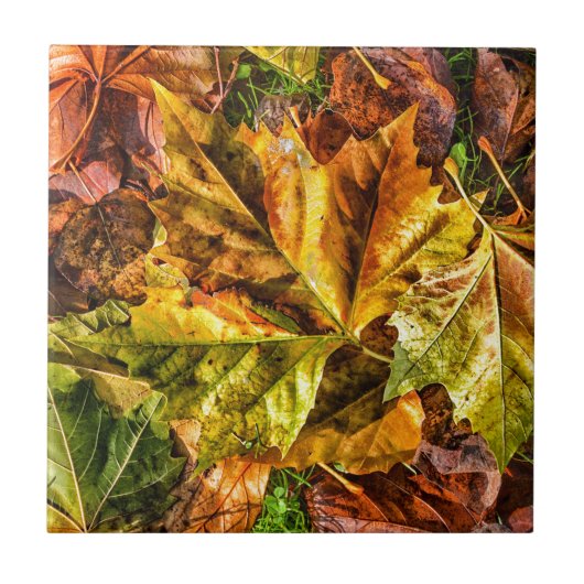 Herbstblätter Fliese (Vorderseite)