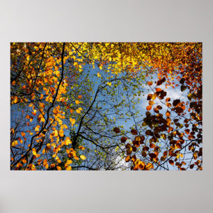 Herbstblätter gegen blauen Himmel Poster