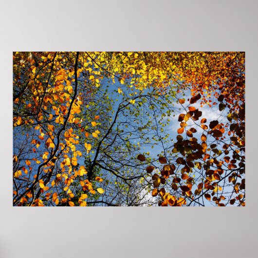 Herbstblätter gegen blauen Himmel Poster (Vorne)