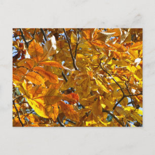 Herbstblätter Gold Geschenke Bekleidung Sammelobje Postkarte
