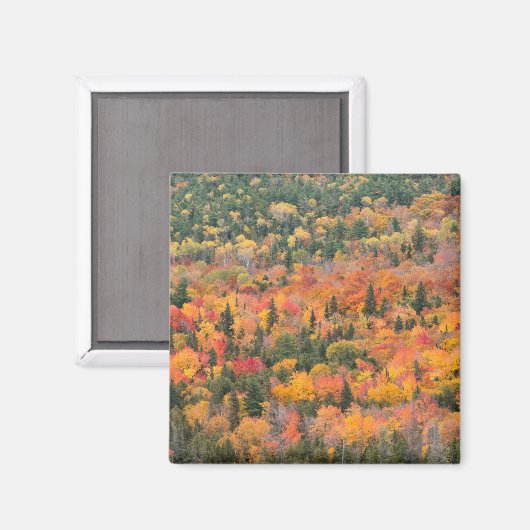 Herbstblätter | Halbinsel Keweenaw, Michigan Magnet (Vorderseite/Rückseite)