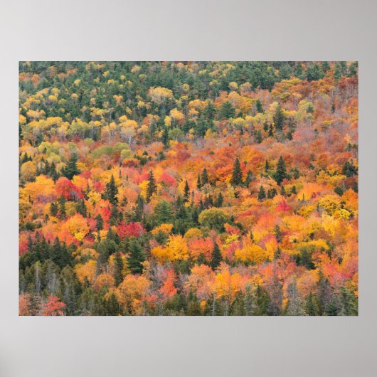 Herbstblätter | Halbinsel Keweenaw, Michigan Poster (Vorne)