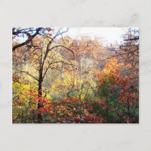 Herbstblätter in Missouri Postkarte