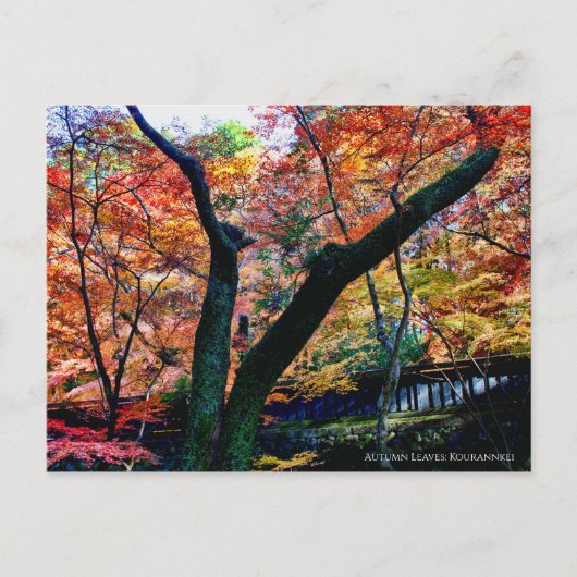 Herbstblätter: Kourannkei [Postkarte] Postkarte (Vorderseite)