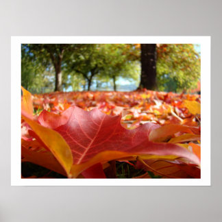 Herbstblätter Kunst Drucke Herbst Bäume Natur indi