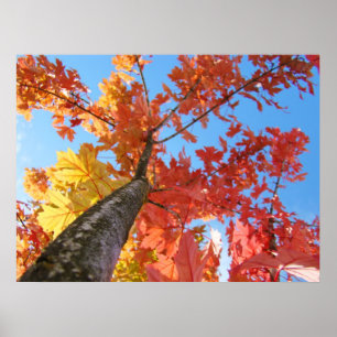 Herbstblätter Kunstposter Farbiger Herbstbaum Poster