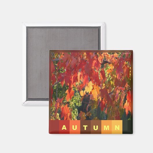 Herbstblätter Magnet (Vorderseite/Rückseite)