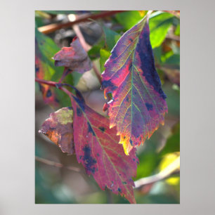Herbstblätter mit Sonnenlicht Poster