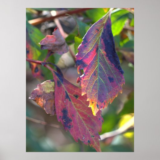 Herbstblätter mit Sonnenlicht Poster (Vorne)
