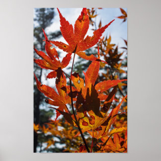 Herbstblätter Poster