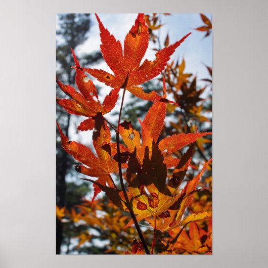 Herbstblätter Poster (Vorne)