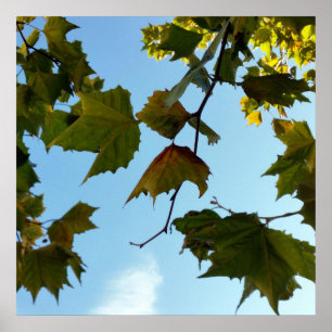 Herbstblätter Poster