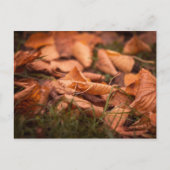 Herbstblätter Postkarte (Vorderseite)
