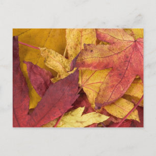 Herbstblätter Postkarte