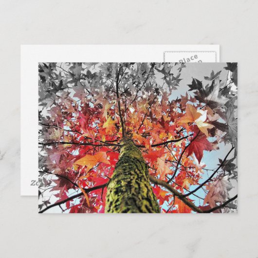 Herbstblätter Postkarte (Vorne/Hinten)