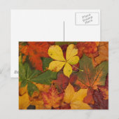 Herbstblätter Postkarte (Vorne/Hinten)