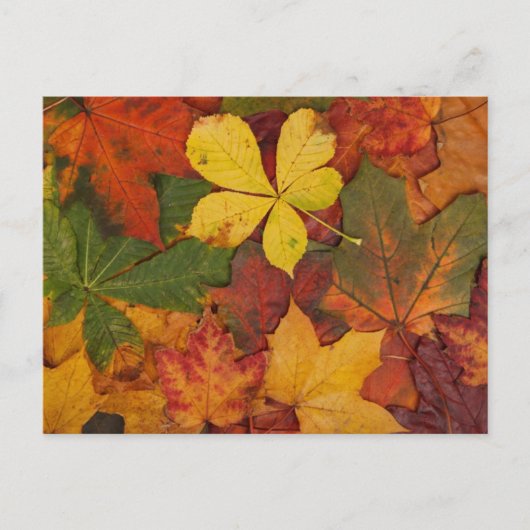 Herbstblätter Postkarte (Vorderseite)