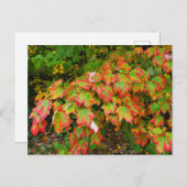 Herbstblätter Postkarte (Vorne/Hinten)