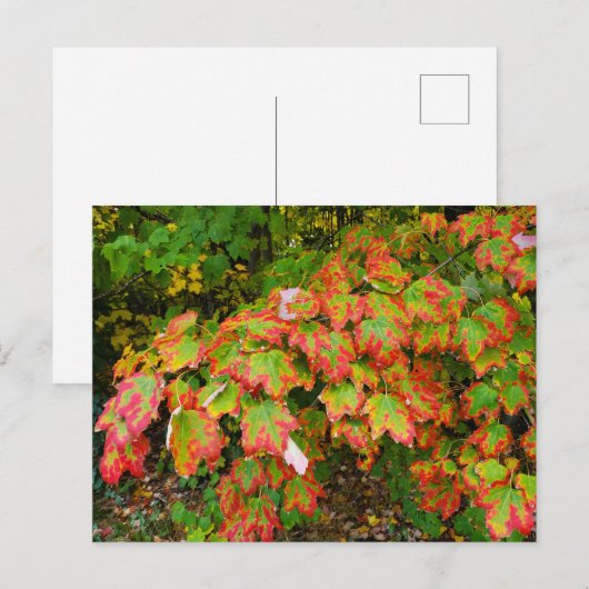 Herbstblätter Postkarte (Vorne/Hinten)