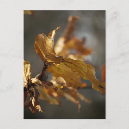 Herbstblätter Postkarte (Vorderseite)