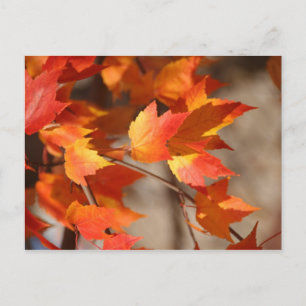 Herbstblätter Postkarte