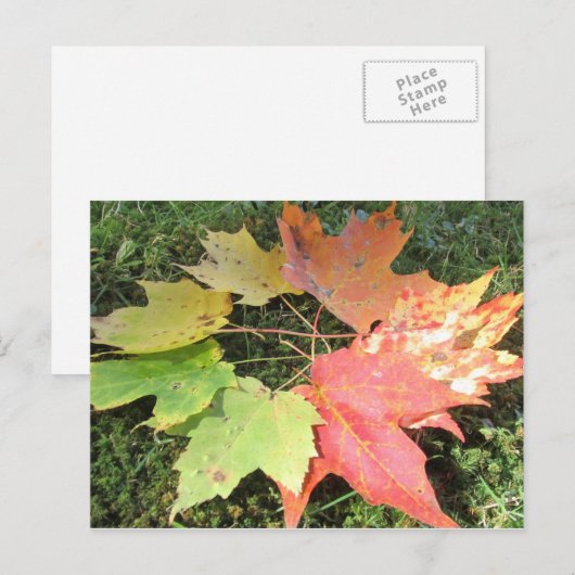 Herbstblätter Postkarte (Vorne/Hinten)