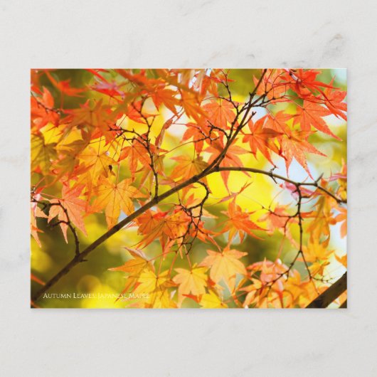 Herbstblätter [Postkarte] Postkarte (Vorderseite)