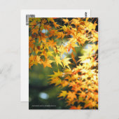 Herbstblätter [Postkarte] Postkarte (Vorne/Hinten)