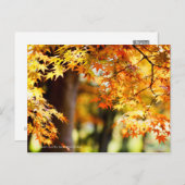 Herbstblätter [Postkarte] Postkarte (Vorne/Hinten)