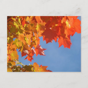 Herbstblätter Postkarten Blauer Himmel Herbstbäume