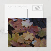 Herbstblätter überall postkarte (Vorne/Hinten)