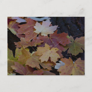 Herbstblätter überall postkarte