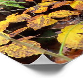 Herbstblätter und Wasserfall Foto Poster (Ecke)