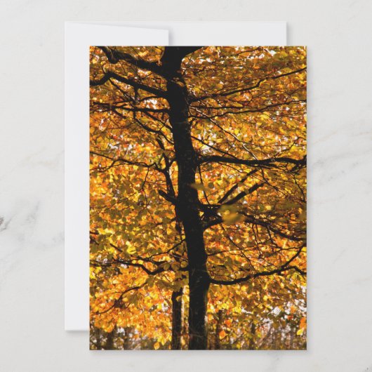 Herbstblätterung (Vorderseite)