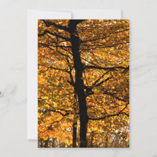 Herbstblätterung