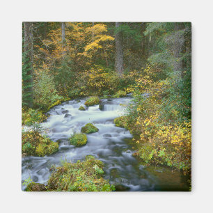 Herbstblätterung und Douglas Fir Border Roaring Ri Magnet