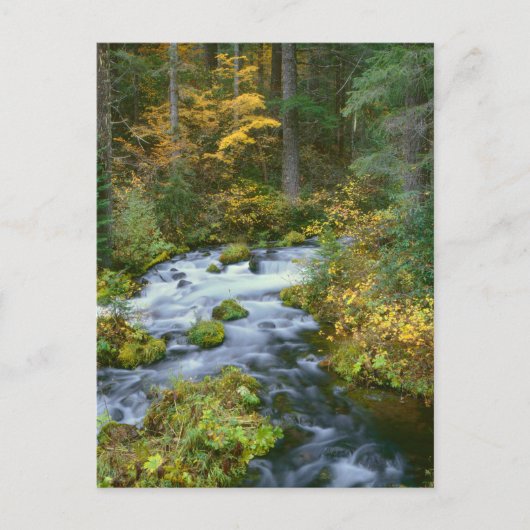 Herbstblätterung und Douglas Fir Border Roaring Ri Postkarte (Vorderseite)