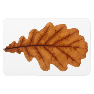 Herbstbraunes Eichenblatt Magnet